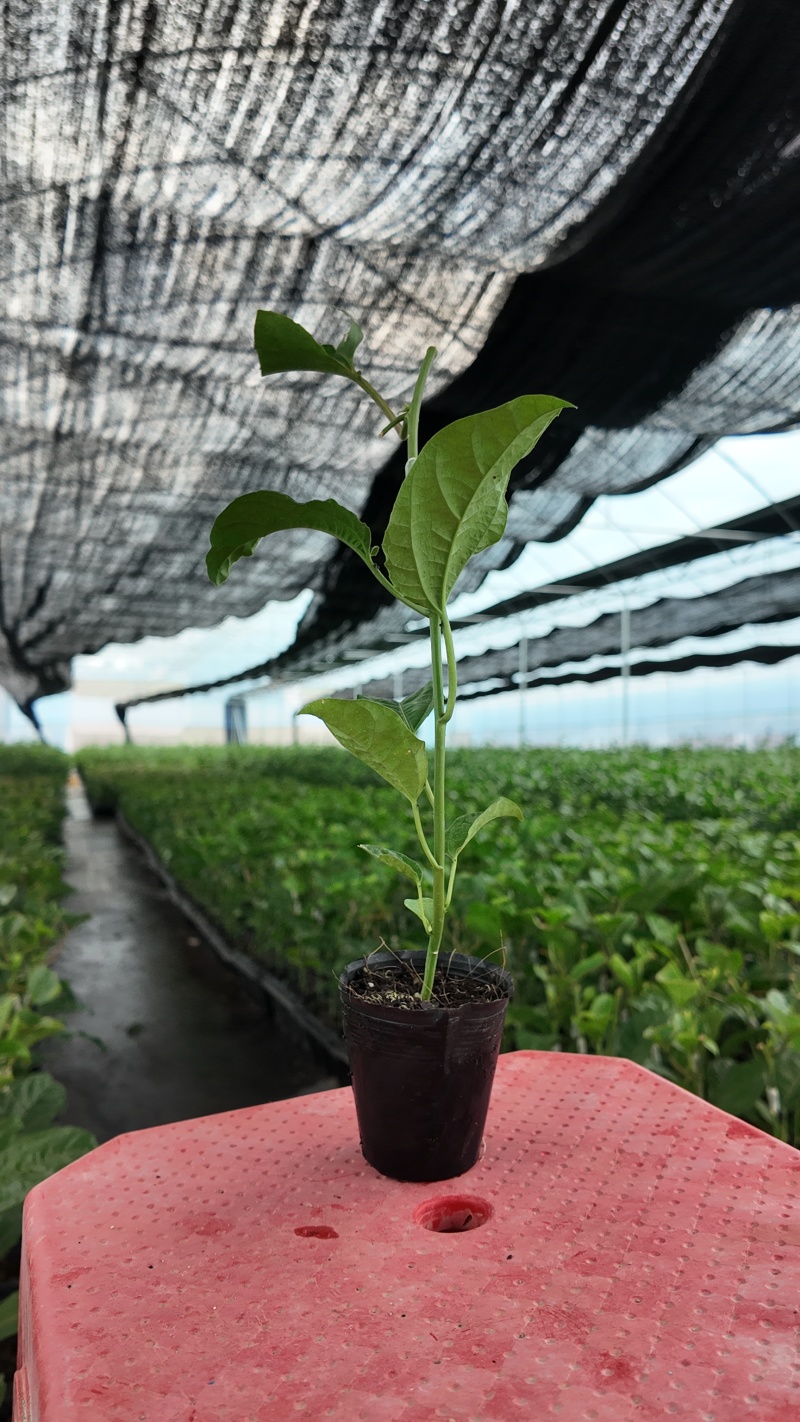 钦蜜九号百香果嫁接苗