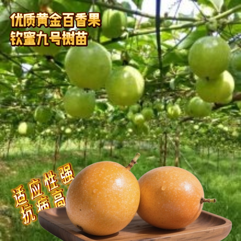 钦蜜九号百香果嫁接苗