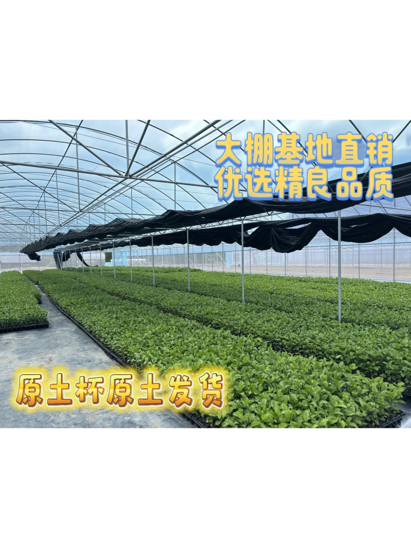 钦蜜九号百香果嫁接苗