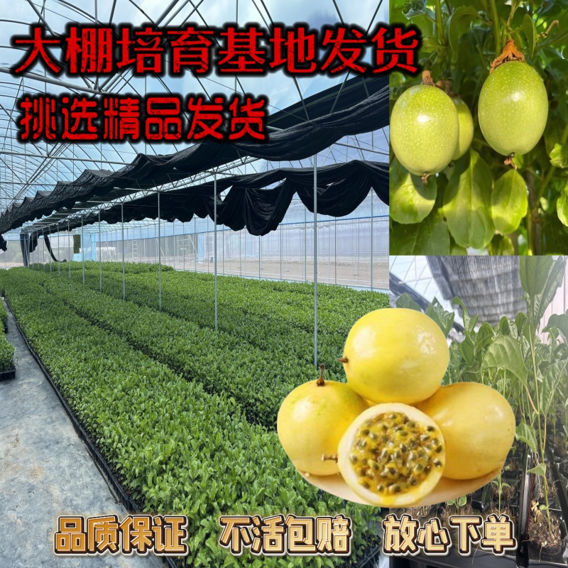 钦蜜九号百香果嫁接苗