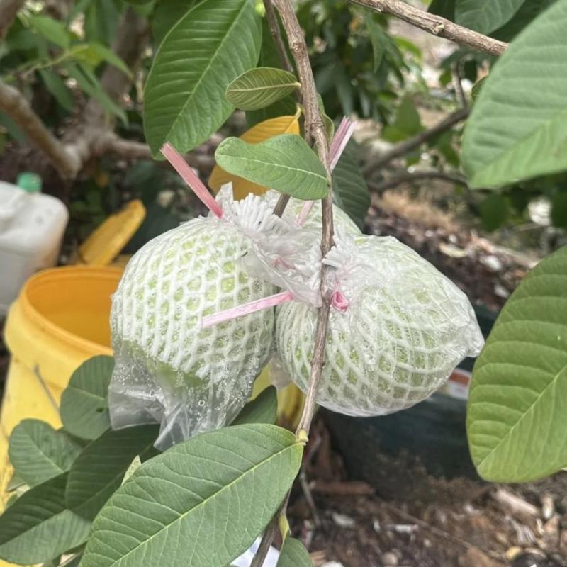 红白心番石榴芭乐大量上市产地直销货源充足价廉