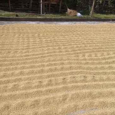 大量农村杂优大米
