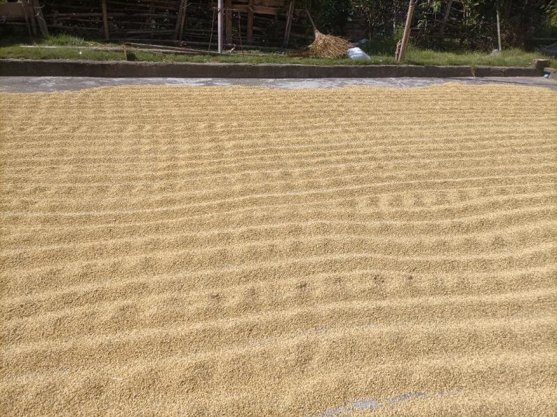 大量农村杂优大米