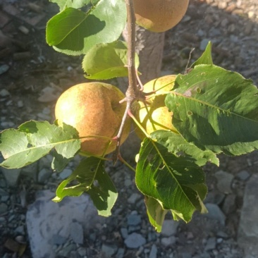 苹果梨