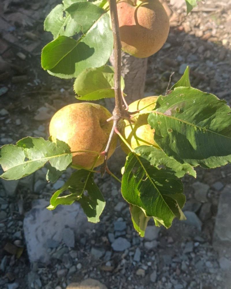 苹果梨