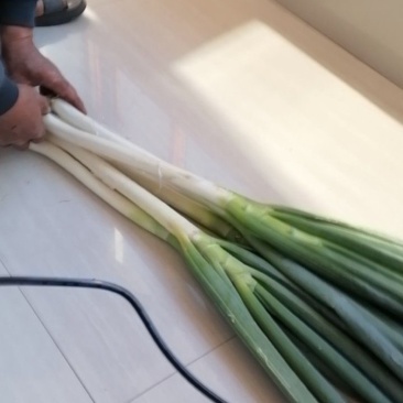 钢葱：葱白高50/60