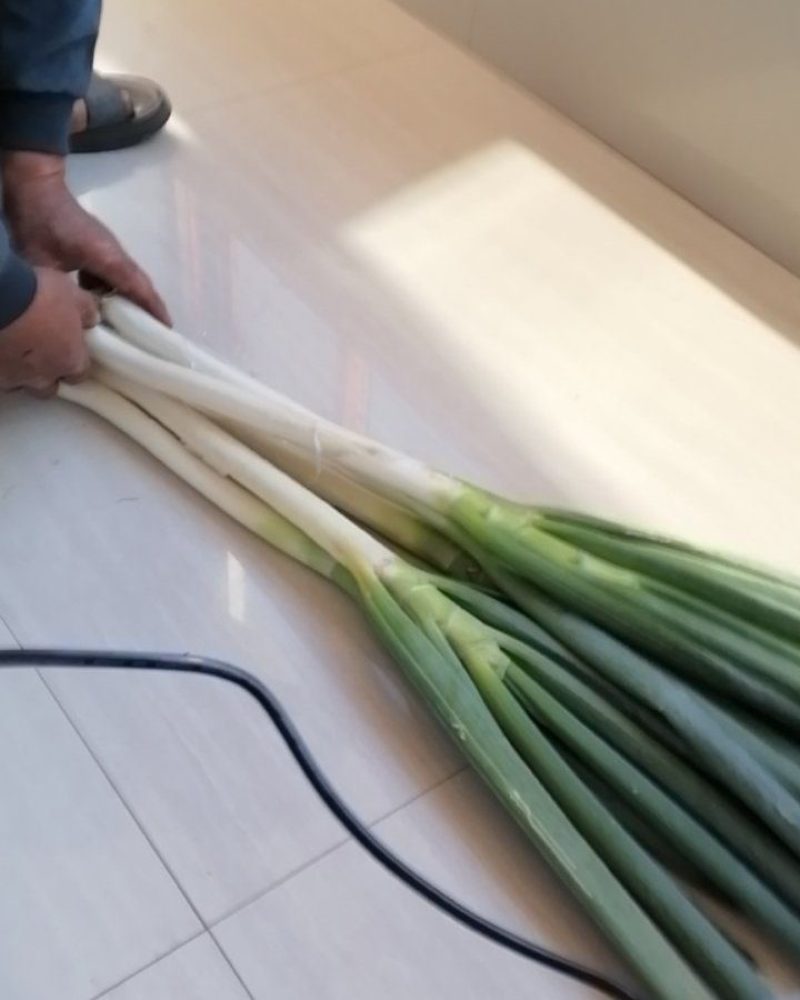 钢葱：葱白高50/60