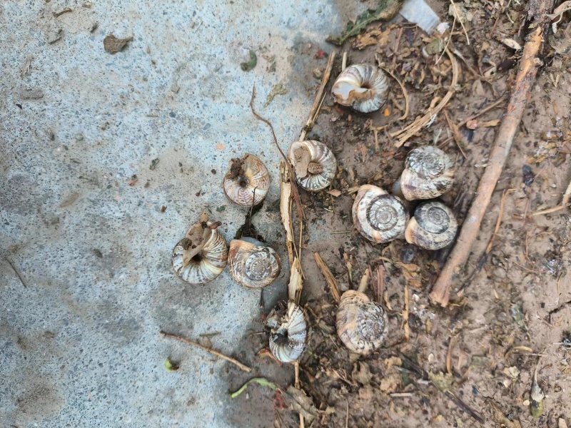 蜗牛