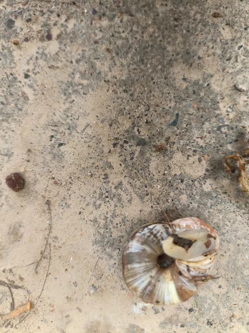 蜗牛