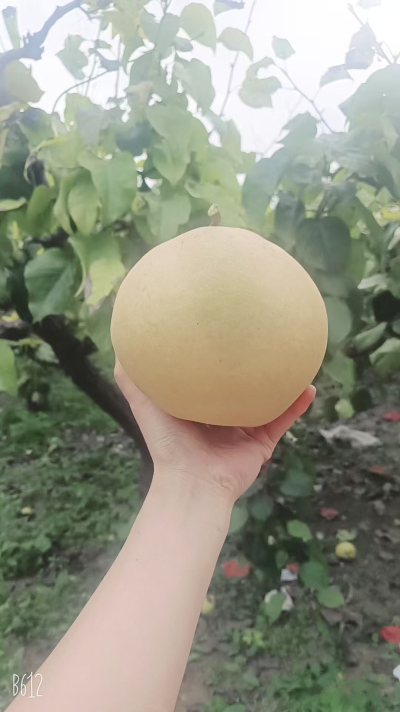 鸭梨，砀山梨，黑梨