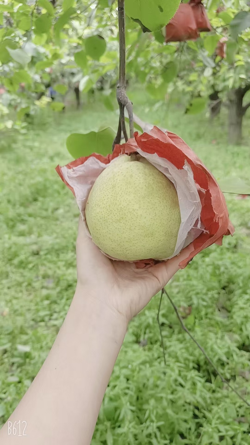 鸭梨，砀山梨，黑梨