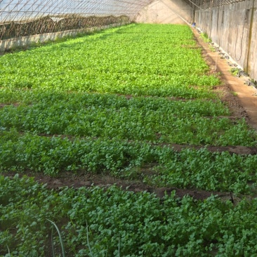 吉林辽源当地香菜