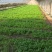 吉林辽源当地香菜