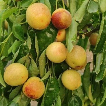 大荔冬枣
