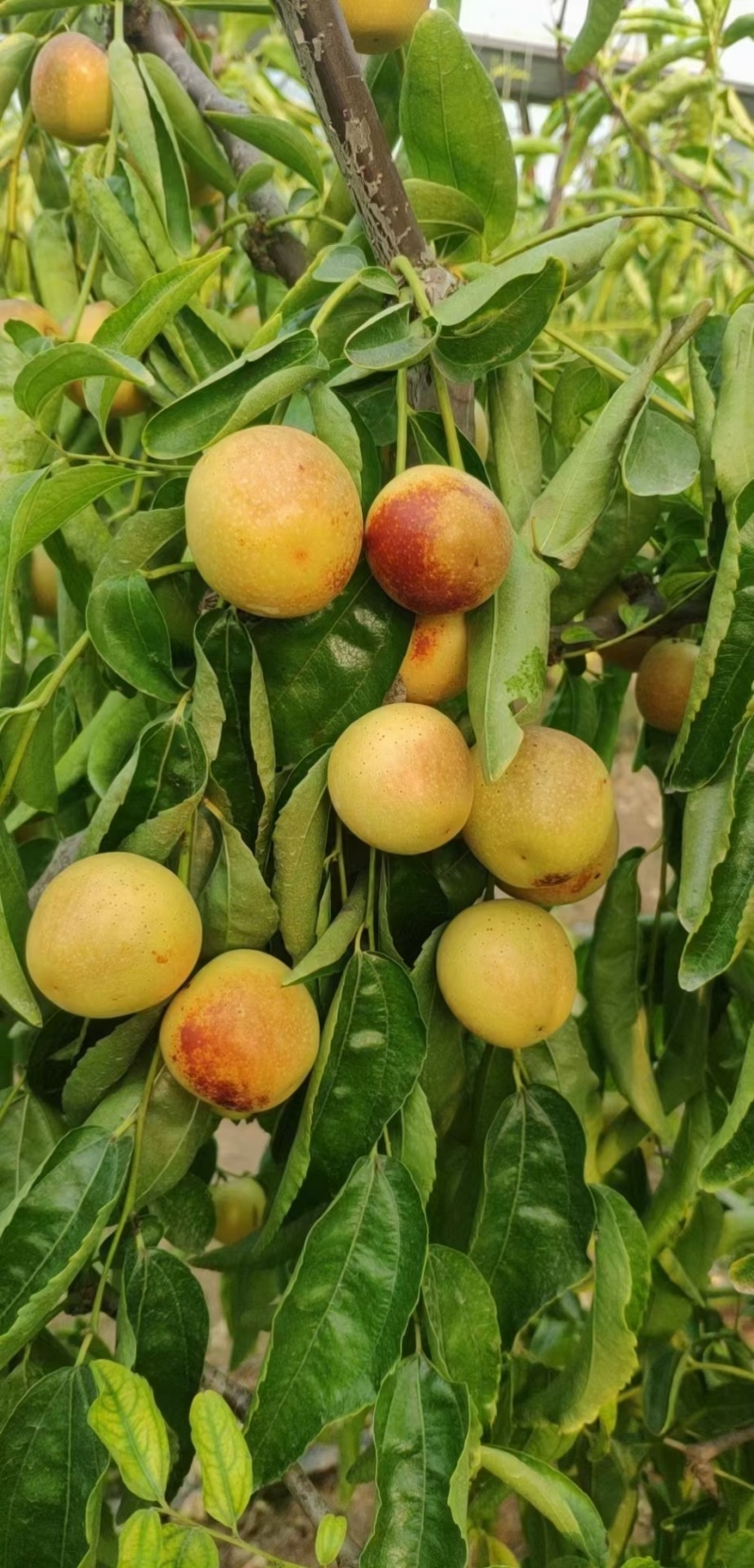 大荔冬枣