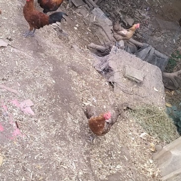 家养的老母鸡