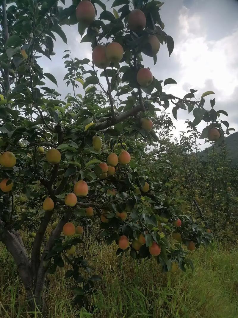 云南火把梨上市批售同步