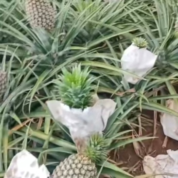 西瓜凤梨杠杠滴