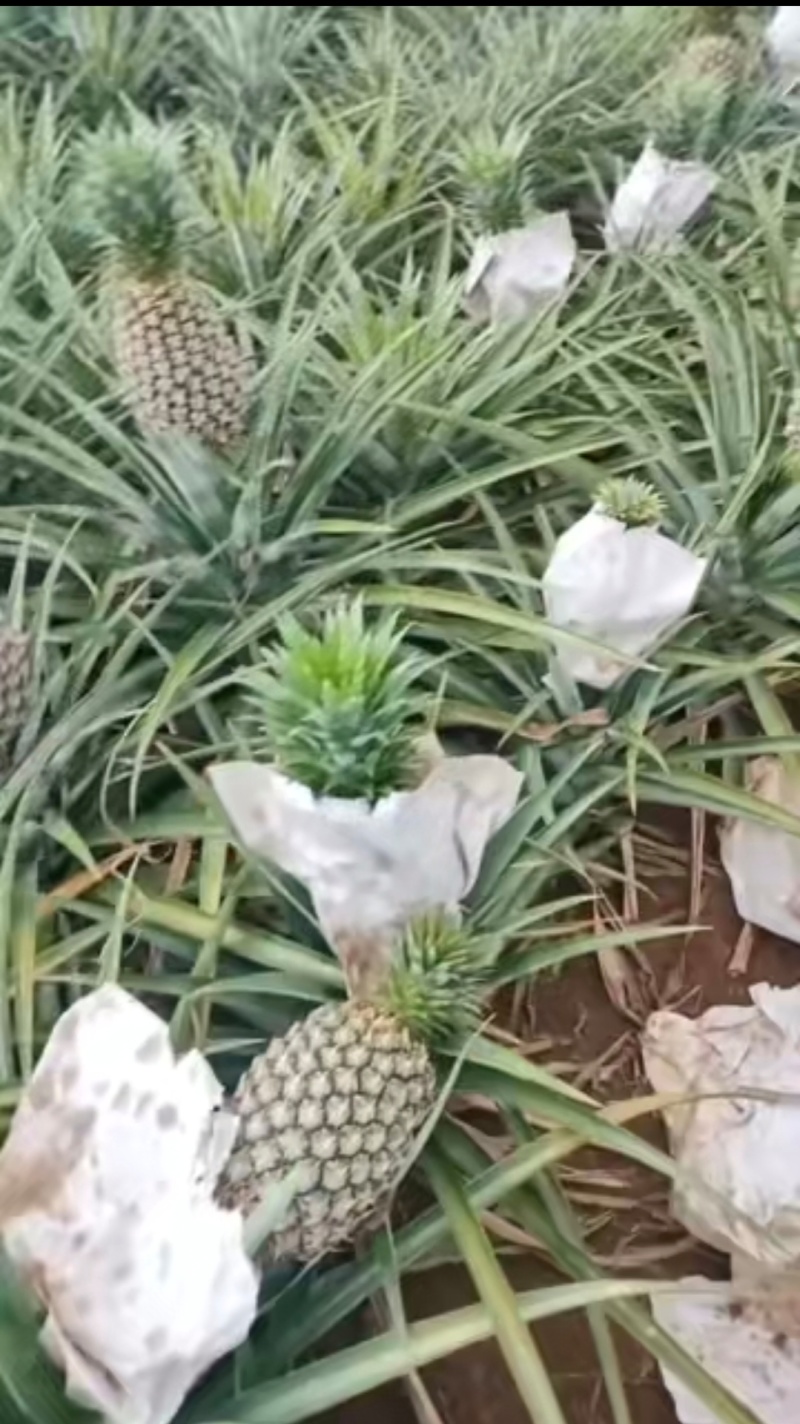 西瓜凤梨杠杠滴