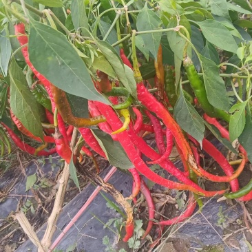 鲜红线椒