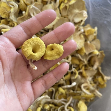 榆黄蘑干