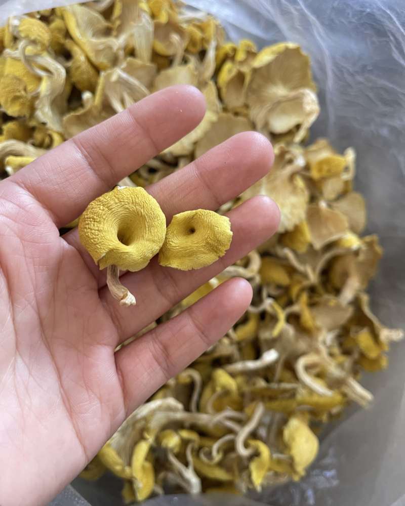榆黄蘑干