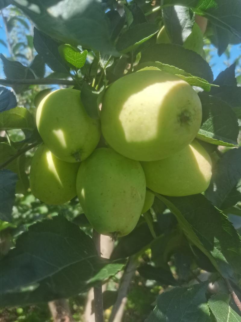 吉林磐石鸡心果