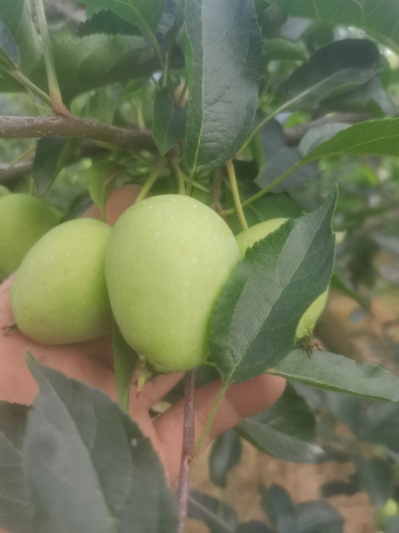 吉林磐石鸡心果