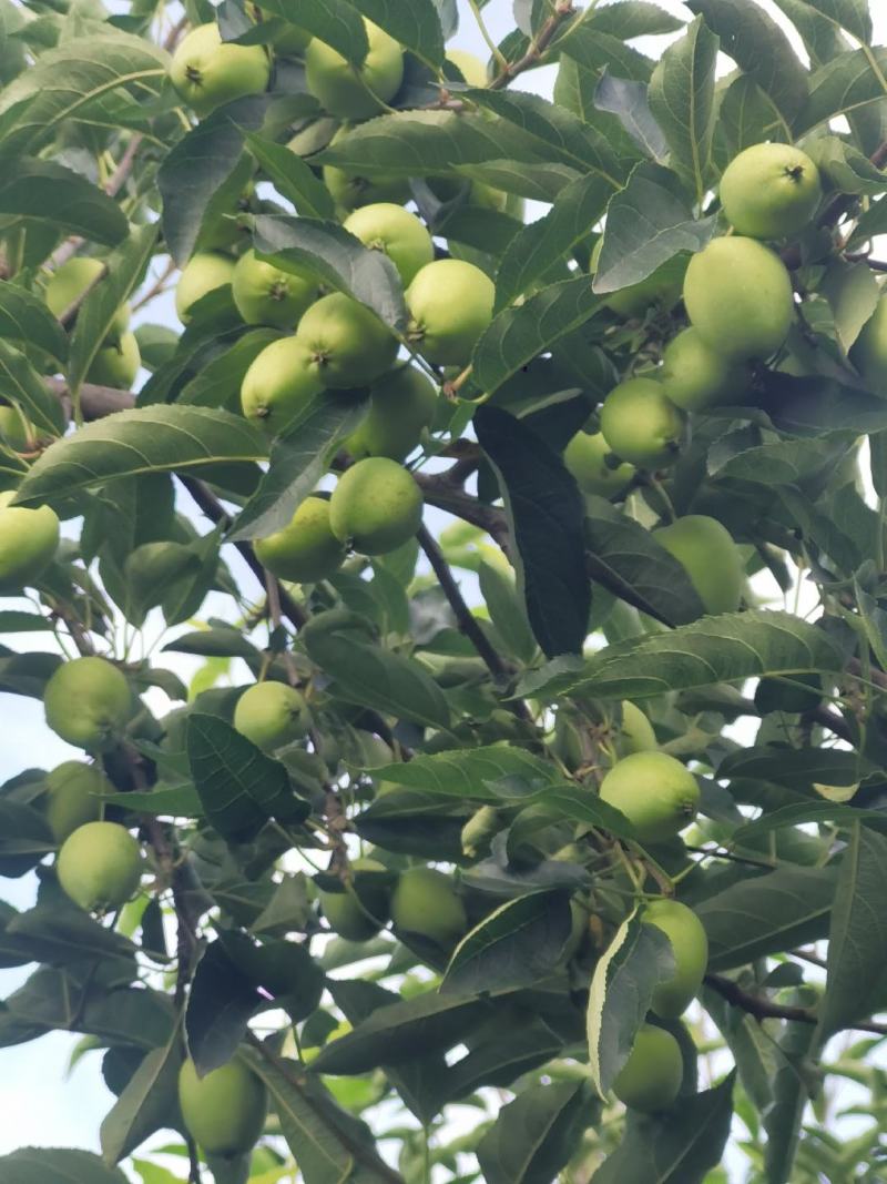 吉林磐石鸡心果