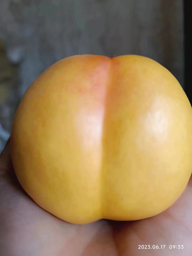 黄油桃