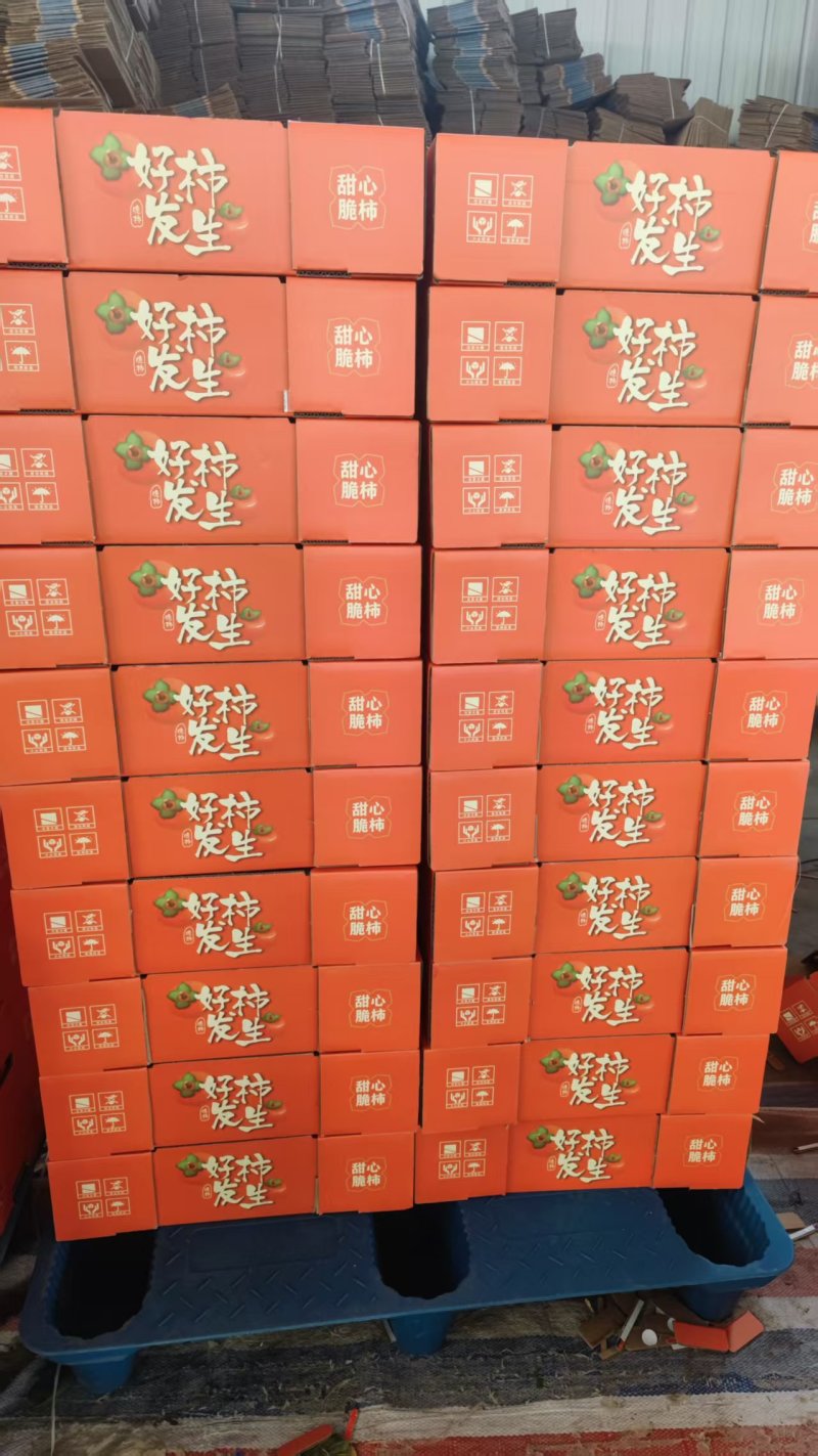 阳丰脆柿