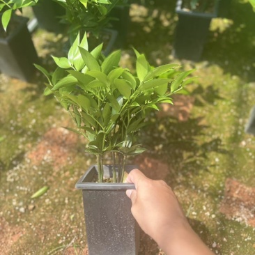 圆叶竹柏方盒款含盆高45-50cm