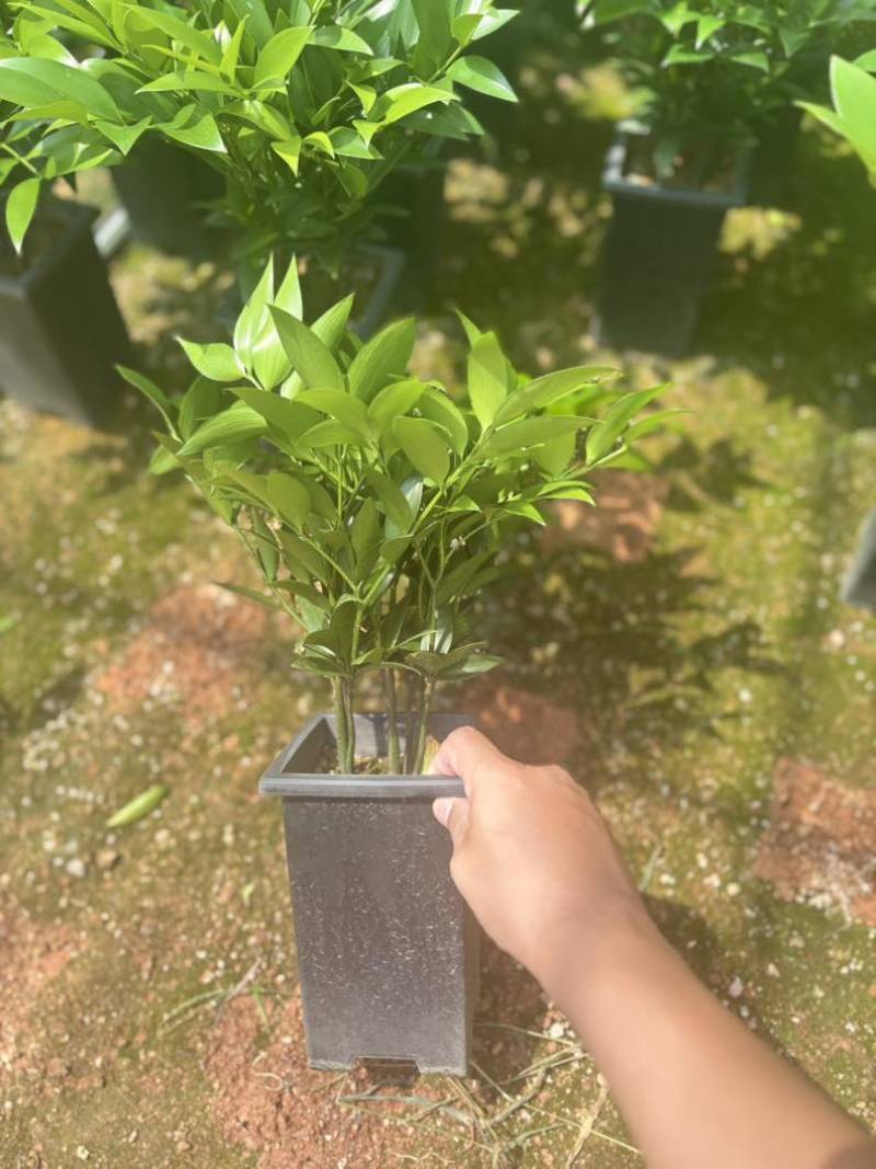 圆叶竹柏方盒款含盆高45-50cm