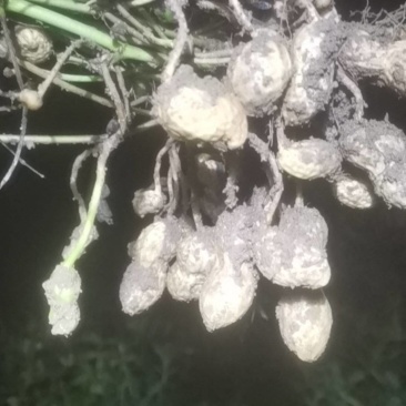 富硒鲜花生果