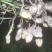 富硒鲜花生果