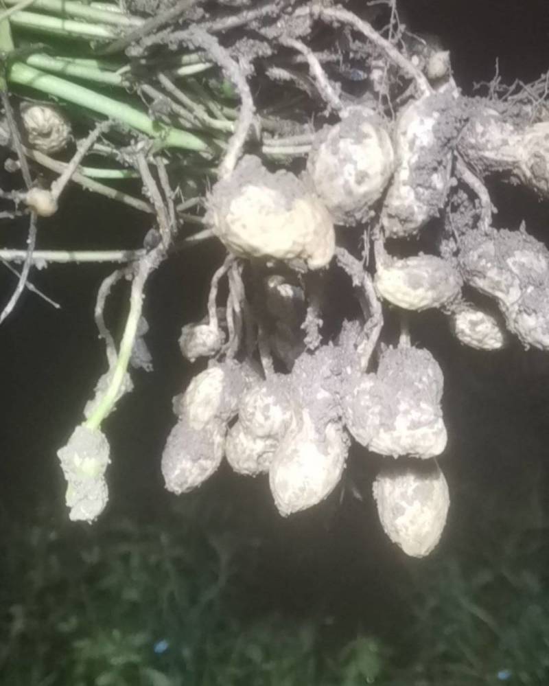富硒鲜花生果