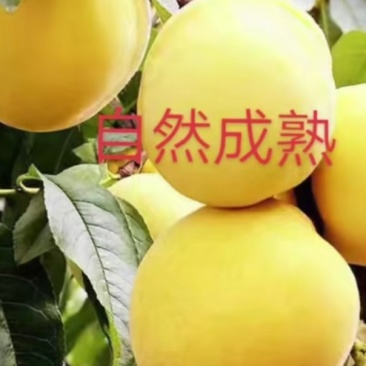 黄桃