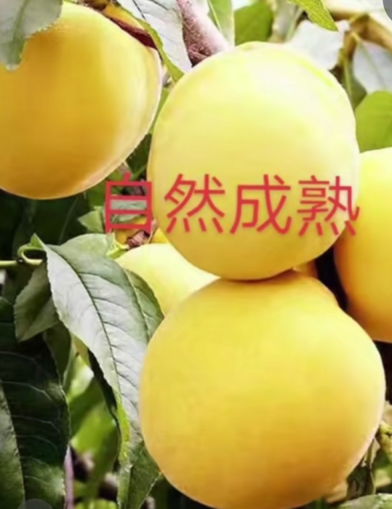 黄桃