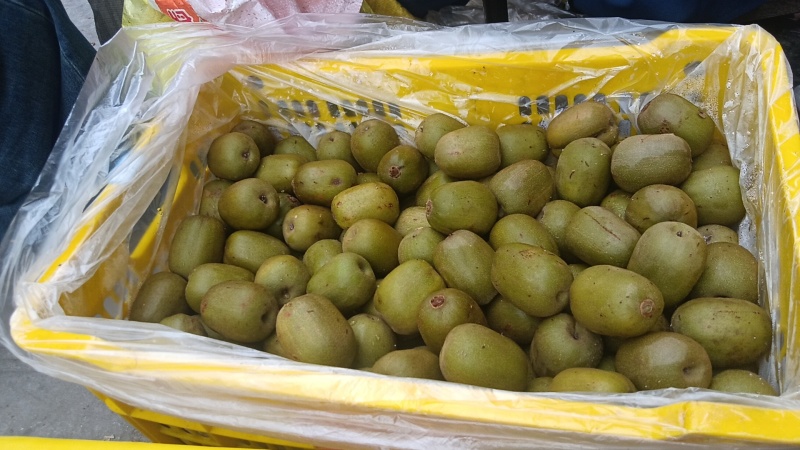 金币泉酒店