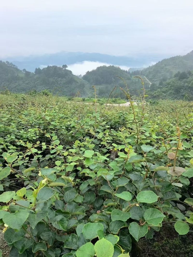 修文贵长猕猴桃80g起