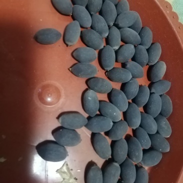 莲子