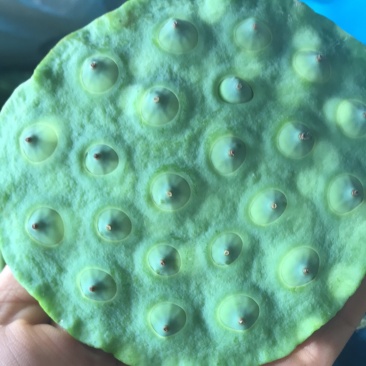 新鲜嫩莲蓬