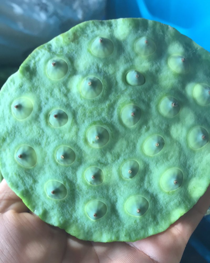 新鲜嫩莲蓬