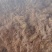 中药白薇3万斤