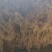 中药白薇3万斤