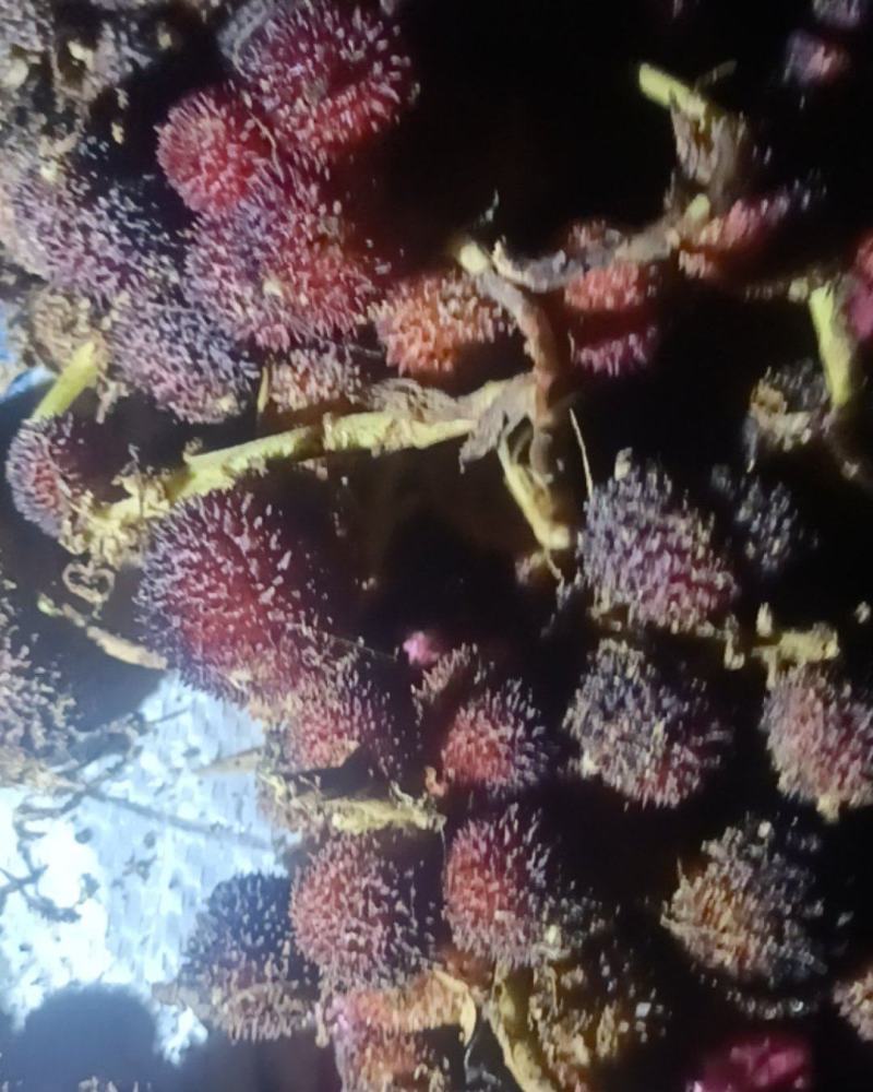砂仁