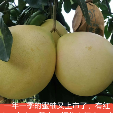 广西玉林市容县自良镇果农，自种自卖刚摘新鲜蜜柚