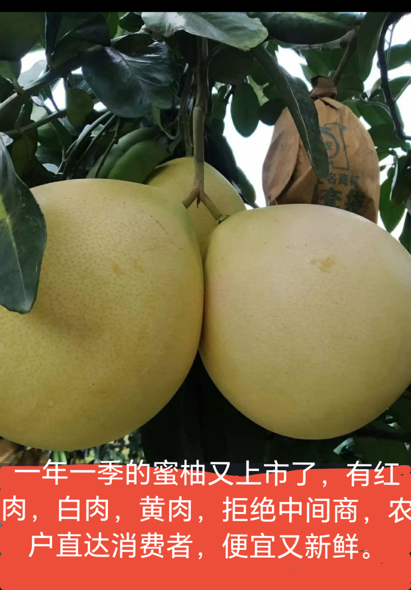 广西玉林市容县自良镇果农，自种自卖刚摘新鲜蜜柚