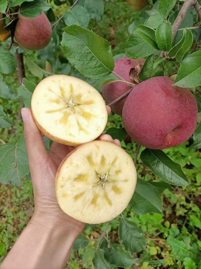 云南昭通丑苹果
