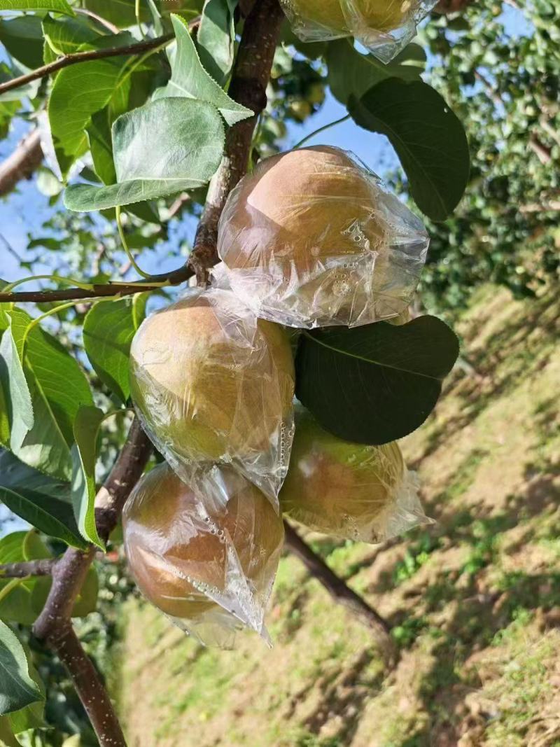 隰县玉露香梨